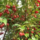 고향농장 이미지