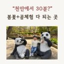 연인파크 | 세종 베어트리파크 봄꽃축제 후기 아이와 나들이 추천 곰먹이주기 가능!