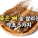 '죽은 뼈'를 살리는 약초 5가지 이미지