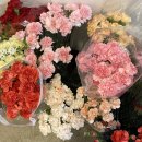 설유화플라워 - 강서구 공항대로38길 106 | 양천 목동 꽃집 추천 브리드인 플라워 꽃다발 후기