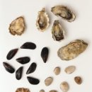 광안어패류시장 이미지