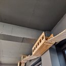 뱅갈온니 이미지