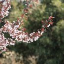자엽꽃자두 Prunus cerasifera Ehrh. 이미지