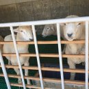 양평목장 이미지