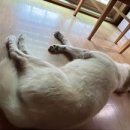 견생식탁 이미지