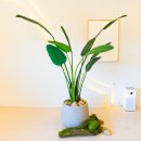 다이아에스테틱 이미지