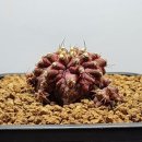 바다의 신 이미지