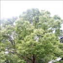 성불사길 이미지