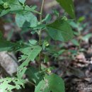 좀담배풀Carpesium cernuum L. [비추천명 : 여우담배풀] 이미지