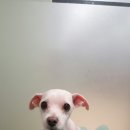 롯데동물병원 이미지