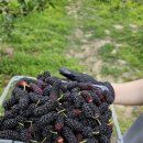 햇빛농장2 이미지