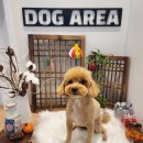 도그아레아 이미지