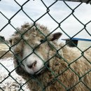 한상태농장 | 경주 양남 마우나리조트 눈썰매장 : 22년12월17일 방문후기 +빙어잡기