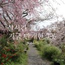 골든베니 | [4/11 실시간] 교토 벚꽃 4월 명소 🌸 하라다니엔 닌나지 헤이안신궁 "지금 절정!"