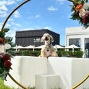 몽드드뚜뚜 이미지