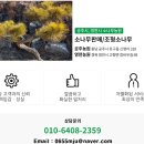 “어머니께 선물할 나무를 찾습니다” – 지나가던 고객님이 선택한 특별한 소나무 두 그루!