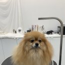 빵독 반려미용실 이미지