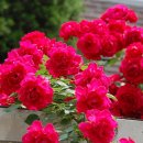 넝쿨장미집 이미지