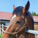 부마목장 이미지