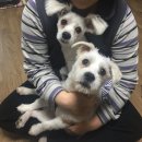 제제언니