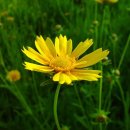 7월 4일의 꽃은 '큰금계국(Lance coreopsis)' 이미지