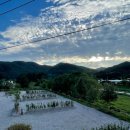 별빛애견 이미지