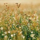 라비다(Lavida) 이미지