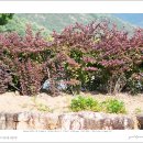 자엽일본매자(Berberis thunbergii f. atropurpurea) 이미지