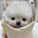 광주강아지분양 블랑펫 | [광주/분양샵] 광주강아지분양 블랑펫 위생 관리가 잘 되어 믿음이 갔던 이유