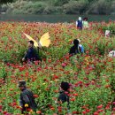 일상에 지친 그대, 평창 백일홍축제로 오라 이미지