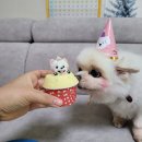 댕댕마을 이미지