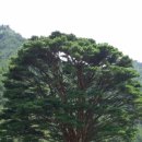 분천1리 이미지