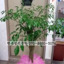 김해농약종묘사 이미지