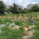 아롱이네 농장 이미지