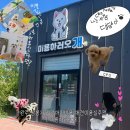 댕댕이미용실 | (완주)삼봉지구 강아지미용샵추천/ 애견미용실 {미용하러오개} 가격,후기+우리집댕댕이자랑