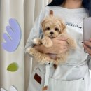 요기독 강아지분양 고양이분양 수원본점 이미지