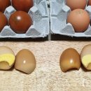 에그린농장 이미지