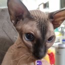 침대;소파;카펫클린수피아