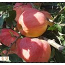 성두 농장 이미지