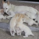 똥강아지 이미지