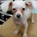 바우바우 이미지