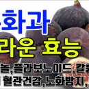 무화과