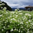 메밀꽃일다 이미지