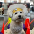 클라우드 펫 호텔 이미지