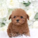 도로시 펫 | 대전 도로시펫 귀여움에 마음 녹았어요! (꼬똥 후기)