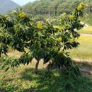 대보농장 이미지