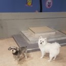 펫도그 애견스쿨 이미지