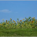 해바라기 이미지