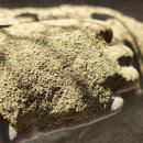 광주회원님께 녹차가루 나눔합니다 이미지