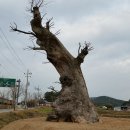 느티나무 Daum카페